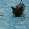 Toby swimming at the Doggie Dip days at the pool 